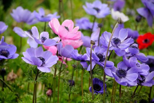 anemone-color-meaning