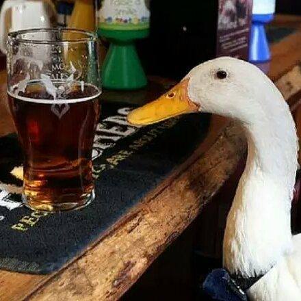 The Drinking Duck